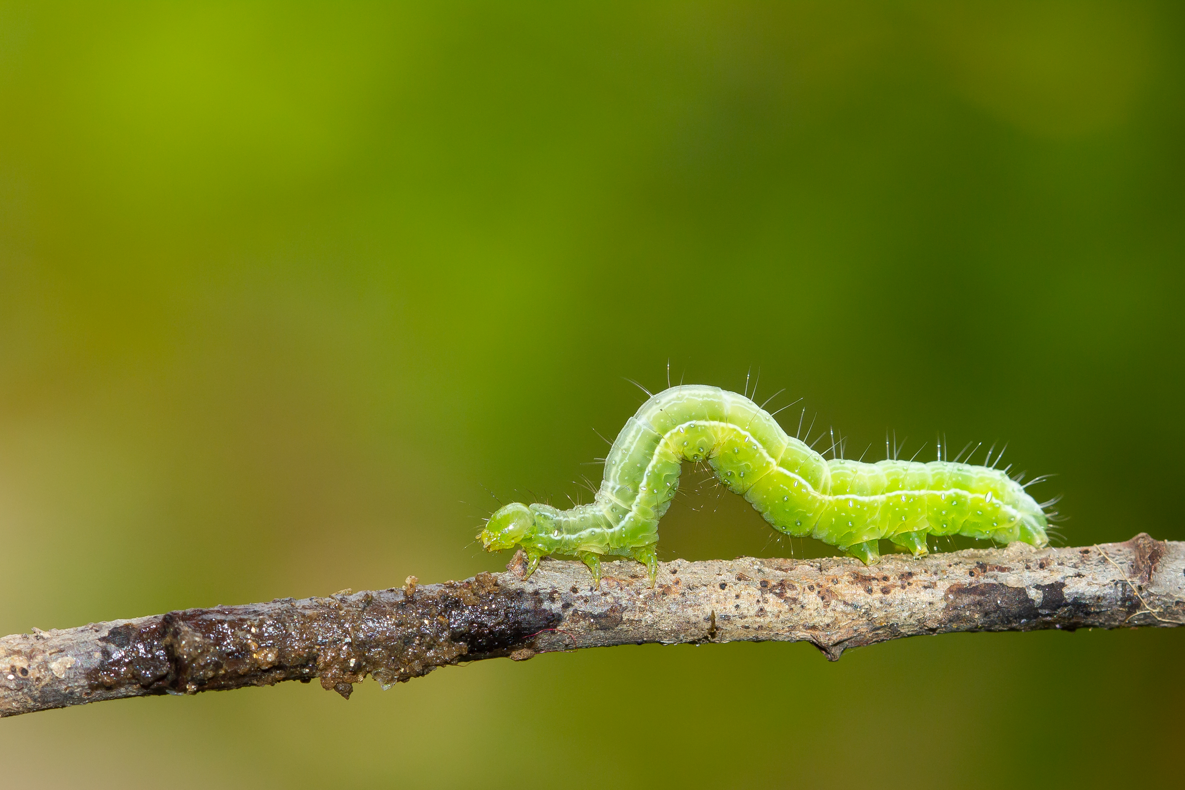 Green caterpillar on a brown branch